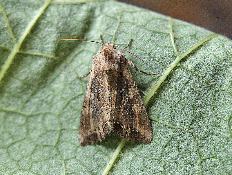 Agrotis bigramma Noctuidae